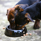 Image for article titled Does your dog eat Midwestern Pet Foods? You may need to respond to this product recall.